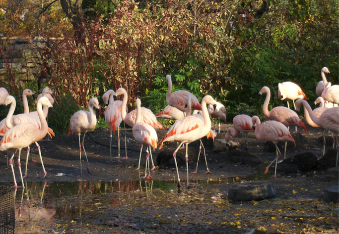 Flamingos at the Lincoln Park Zoo.